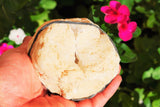 [2] Two x 4" Natural Geode Pairs Crystal Geode Quartz Druze Specimen Moroccan